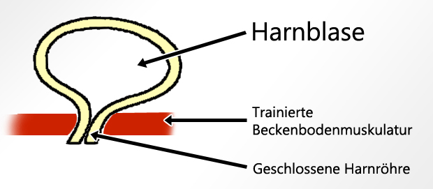 liebeskugeln beckenbodenmuskulatur beckenbodentraining harninkontinenz inkontinenz blase 